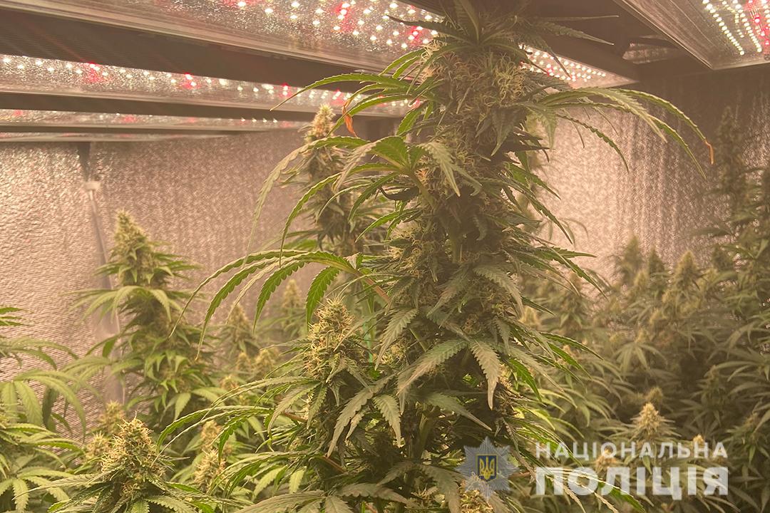 Полицейские разоблачили харьковчанина на изготовлении и сбыте наркотиков