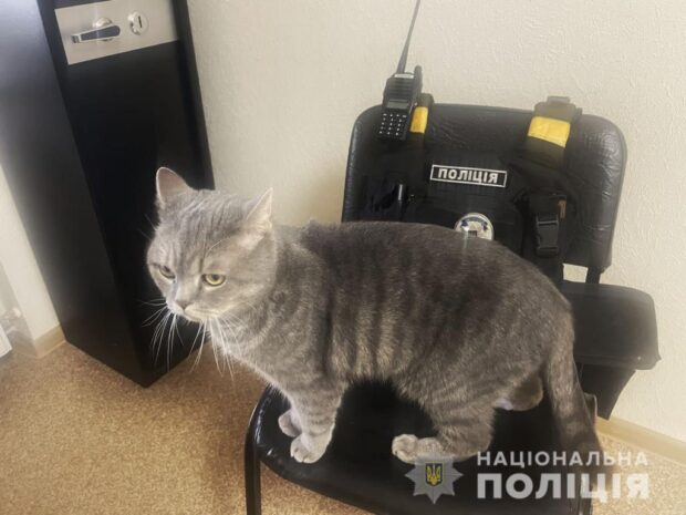 Врятований з Північної Салтівки кіт Ося живе в поліцейській станції Безлюдівської ОТГ