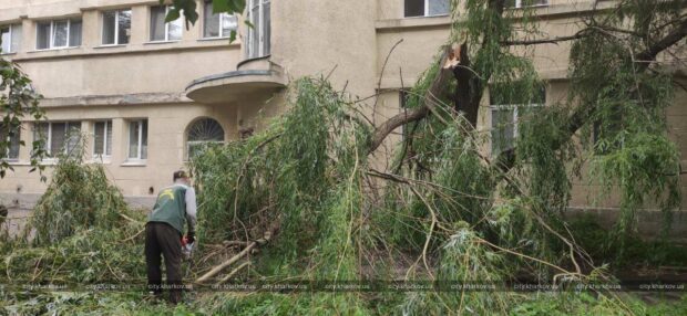 У Харкові продовжують прибирати дерева, які впали через сильний вітер