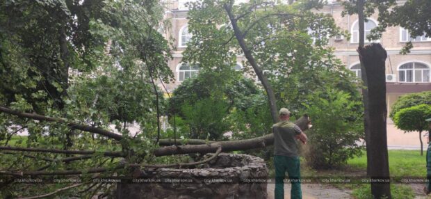 Внаслідок негоди у Харкові впало 30 дерев