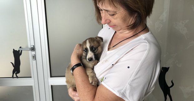 У харківському притулку шукають домівку для цуценят, яких врятували військові