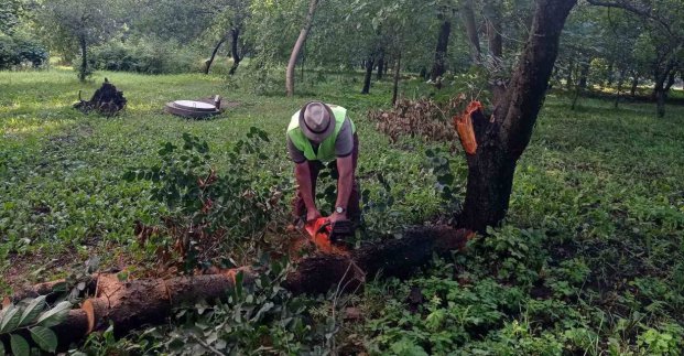 У четверг через негоду в Харкові впало 23 дерева