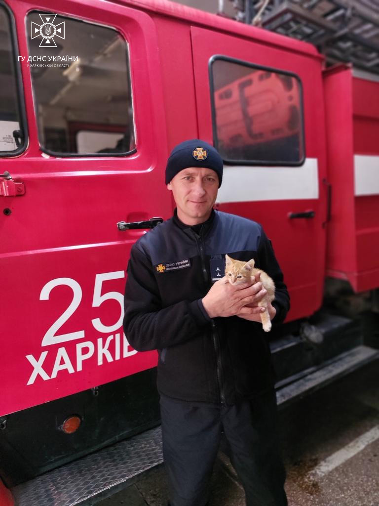 На пожежі в Рогані врятували кошеня: Картонка поки житиме в пожежній частині