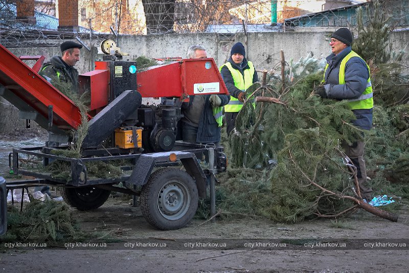У Харкові утилізують новорічні ялинки