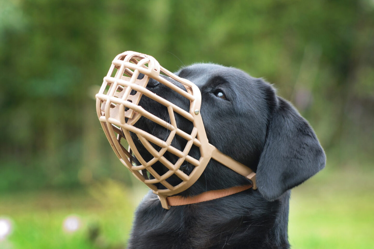 image 1 - Виды намордников для собак  как выбрать и использовать намордник для контроля и тренировки поведения собаки