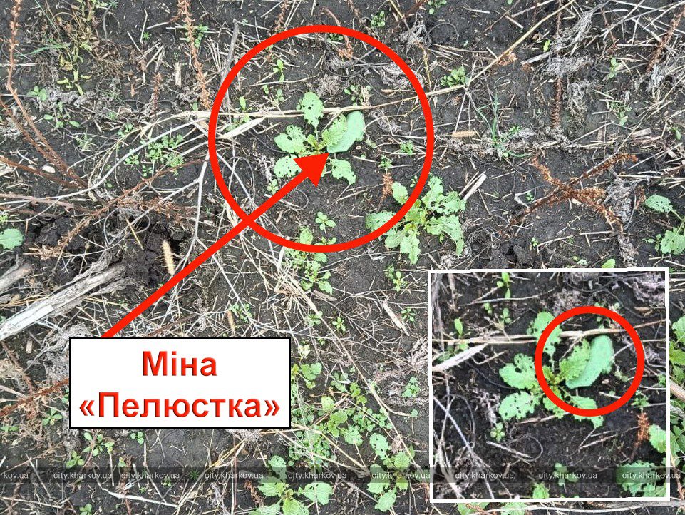 Харків'ян просять не відвідувати цвинтар №17 через мінну загрозу