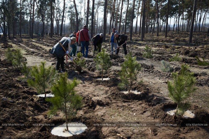 У Харкові стартувала масштабна акція з висадки дерев