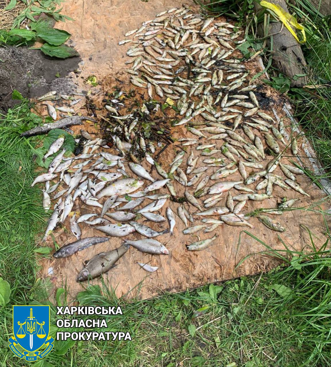 У передмісті Харкова зафіксували масову загибель риби та диких качок: прокуратура розпочала слідство