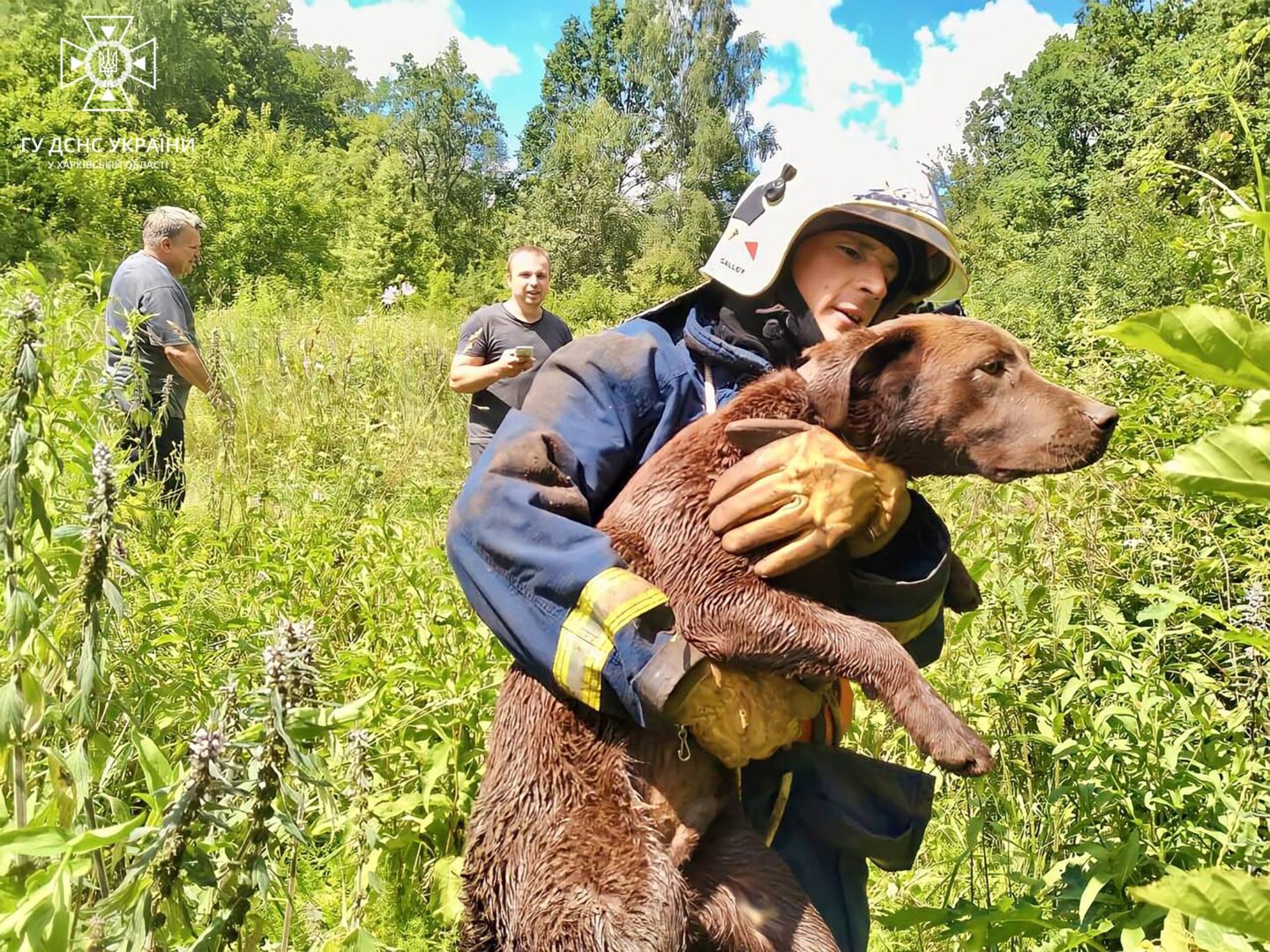 В селищі під Харковом врятували собаку, який загубився під час прогулянки та впав у колодязь