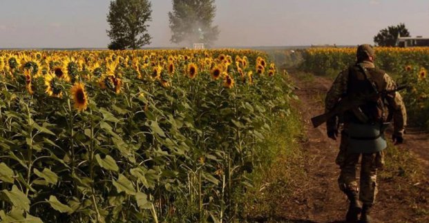 Харків'яни можуть зробити соняшники в пам'ять про захисників України