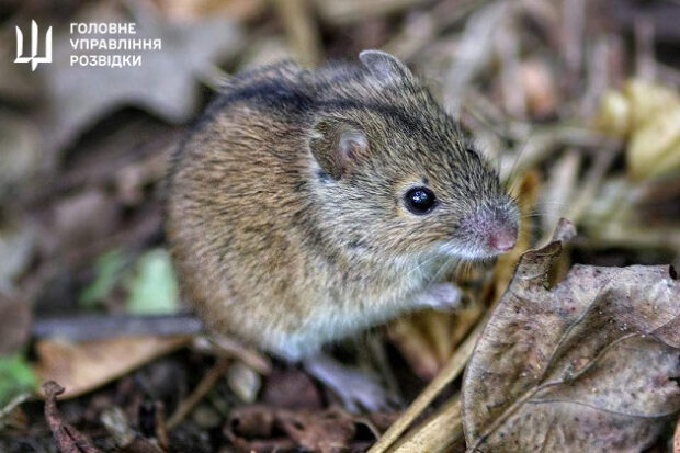 На Куп’янському напрямку окупантів масово косить «мишача лихоманка» - ГУР МО