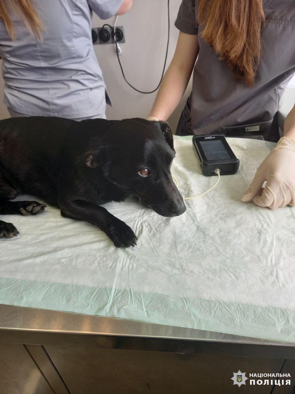 На Харківщині чоловік повісив своїх двох собак на металевій трубі, після чого добивав обухом сокири