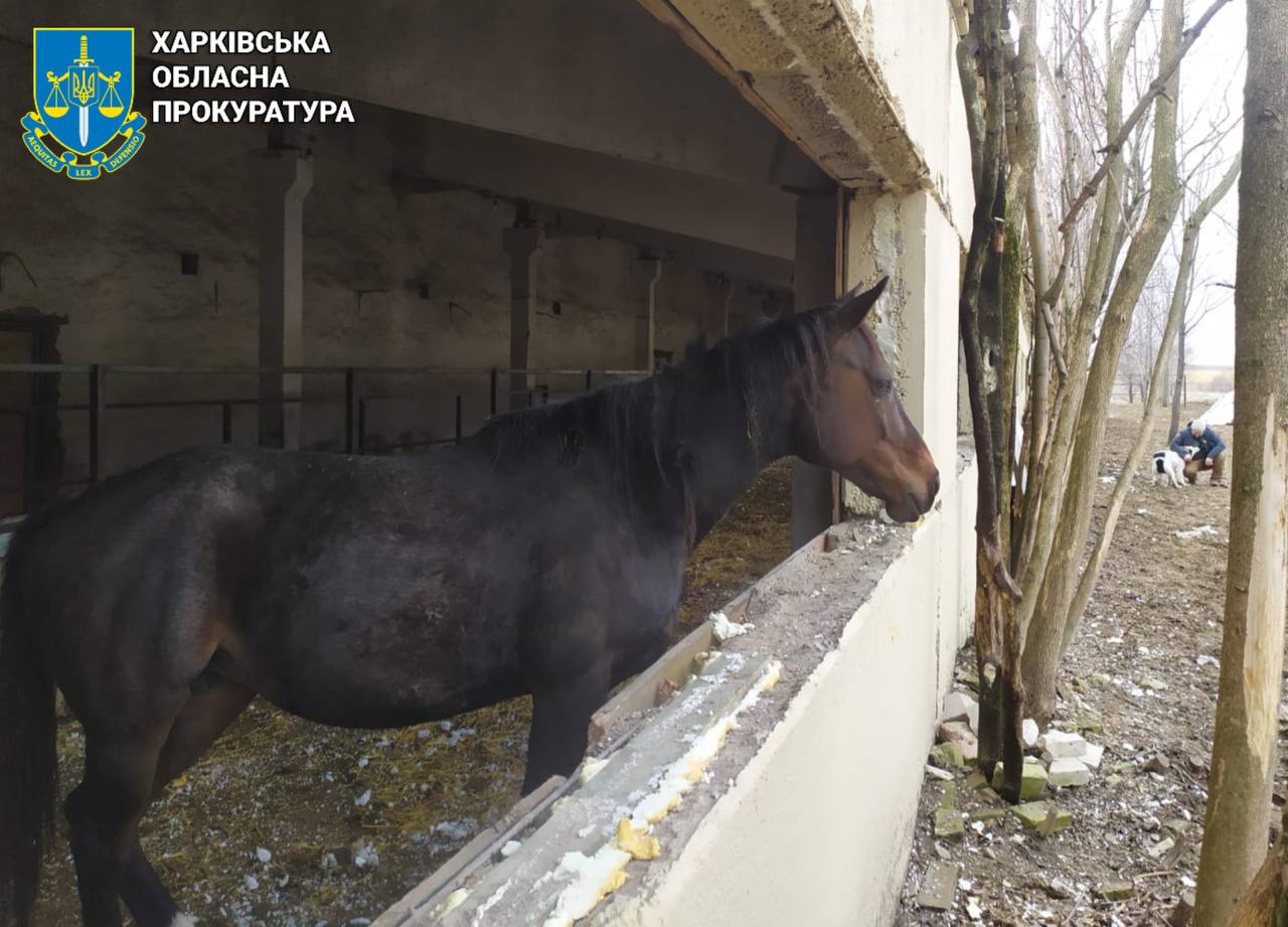 БпЛА росіян пошкодив притулок з тваринами, яких врятували з Донеччини та Харківщини