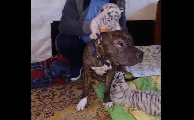 В екопарку на Харківщині тигриця відмовилась від тигренят: їх під опіку взяла собака