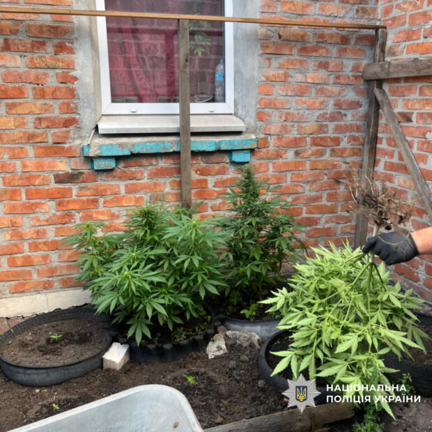 Поліція Харківщини за допомогою дрона виявила кущі коноплі на подвір'ї місцевого