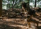 На Південно-Слобожанському напрямку триває бій, на Куп’янському росіяни атакували тричі - Генштаб ЗСУ