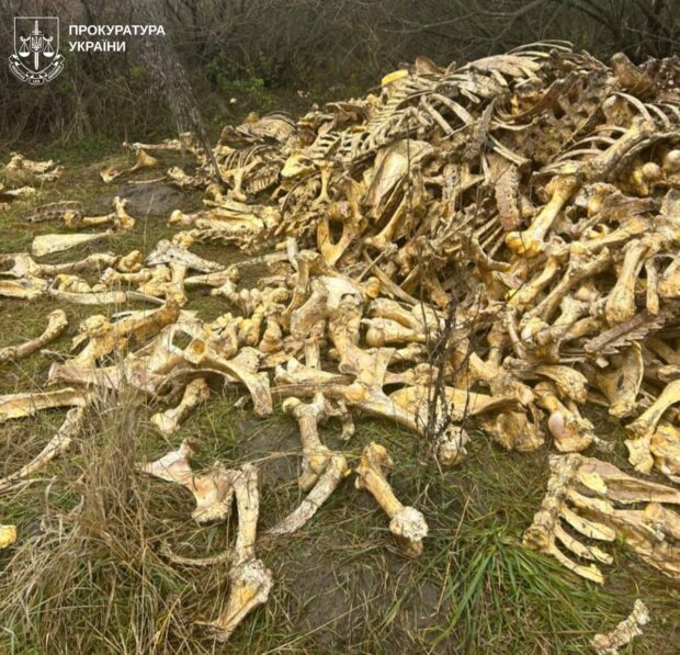 На Богодухівщині виявили звалище тваринних кісток