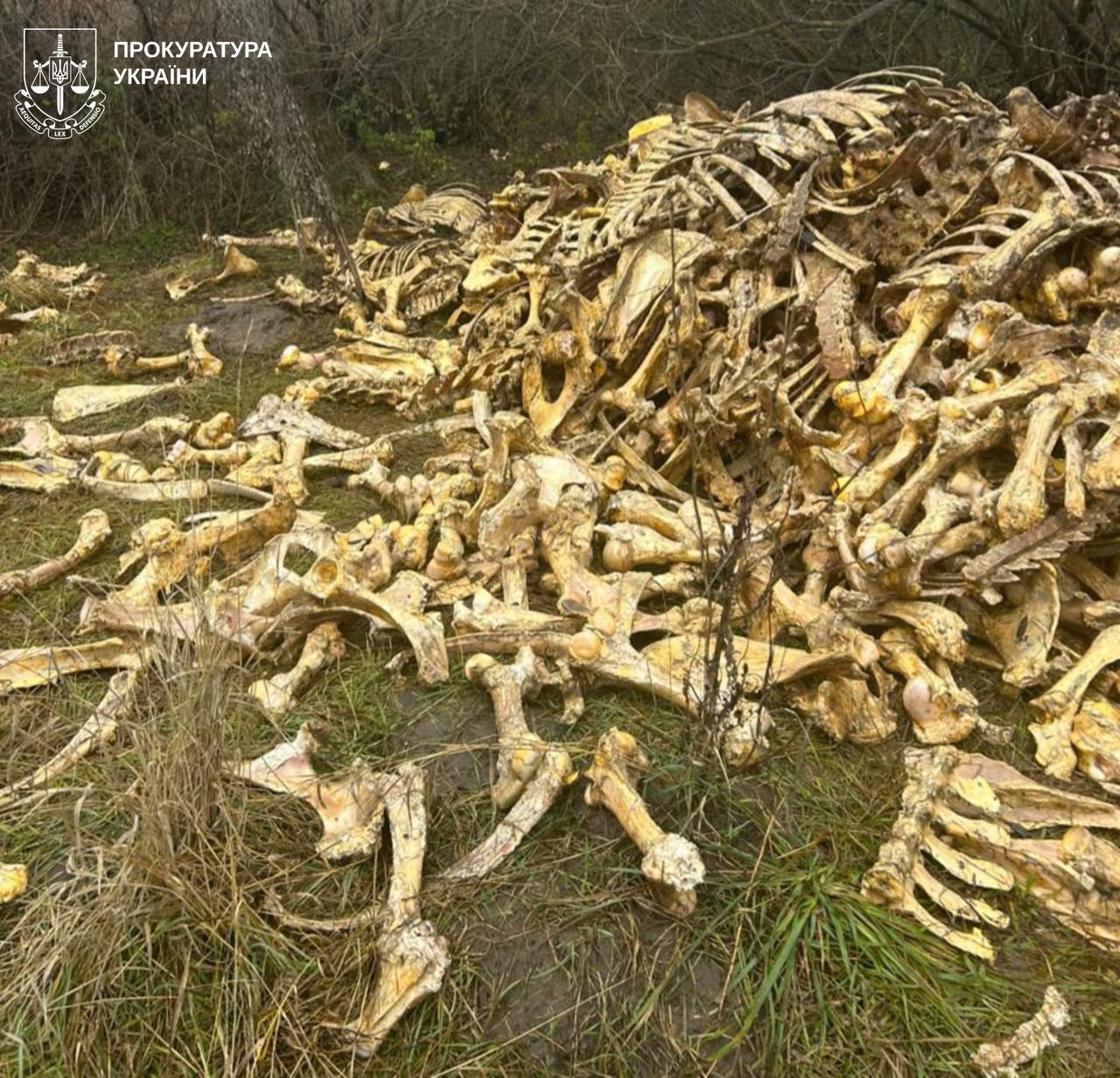 На Богодухівщині виявили звалище тваринних кісток