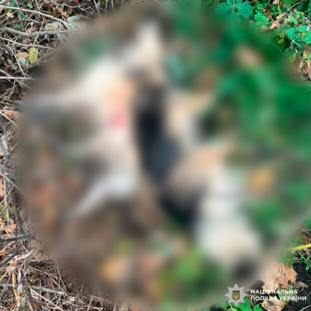 Чоловік розстріляв собак у Богодухівському районі - поліція розпочала справу