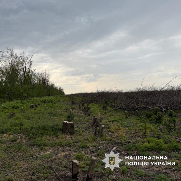На Харківщині викрили «чорних» лісорубів, які завдали збитків на 3 млн гривень