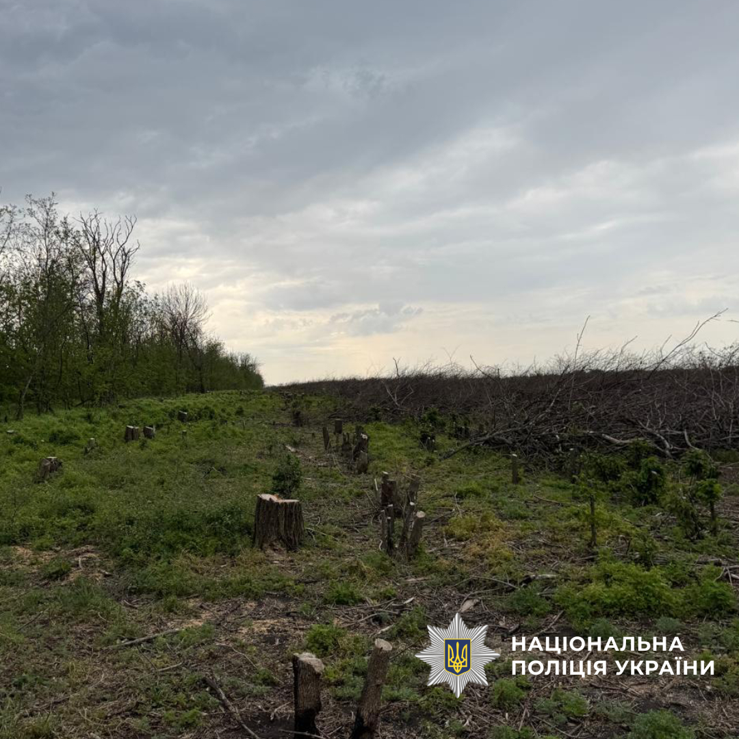 На Харківщині викрили «чорних» лісорубів, які завдали збитків на 3 млн гривень