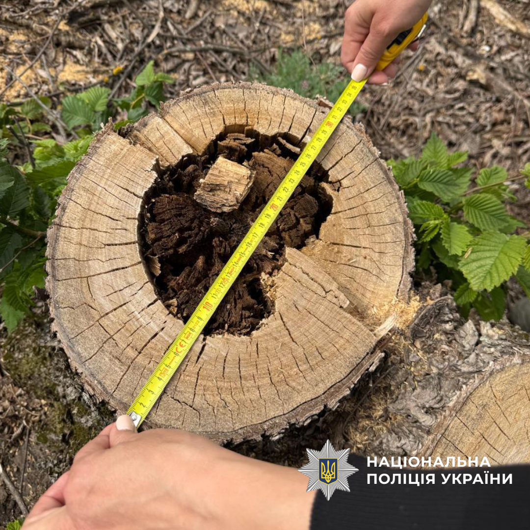 На Харківщині викрили «чорних» лісорубів, які завдали збитків на 3 млн гривень