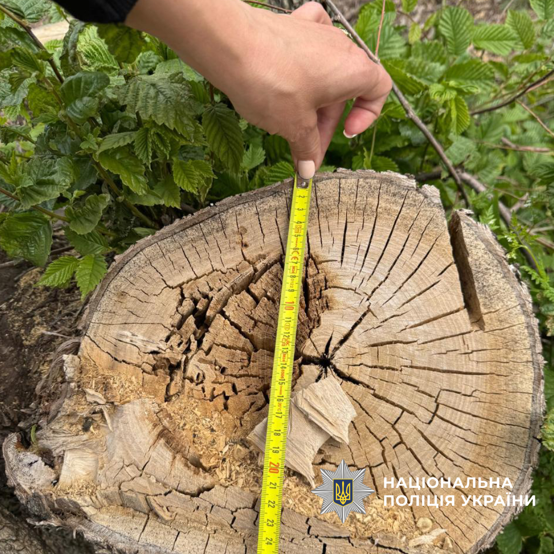 На Харківщині викрили «чорних» лісорубів, які завдали збитків на 3 млн гривень
