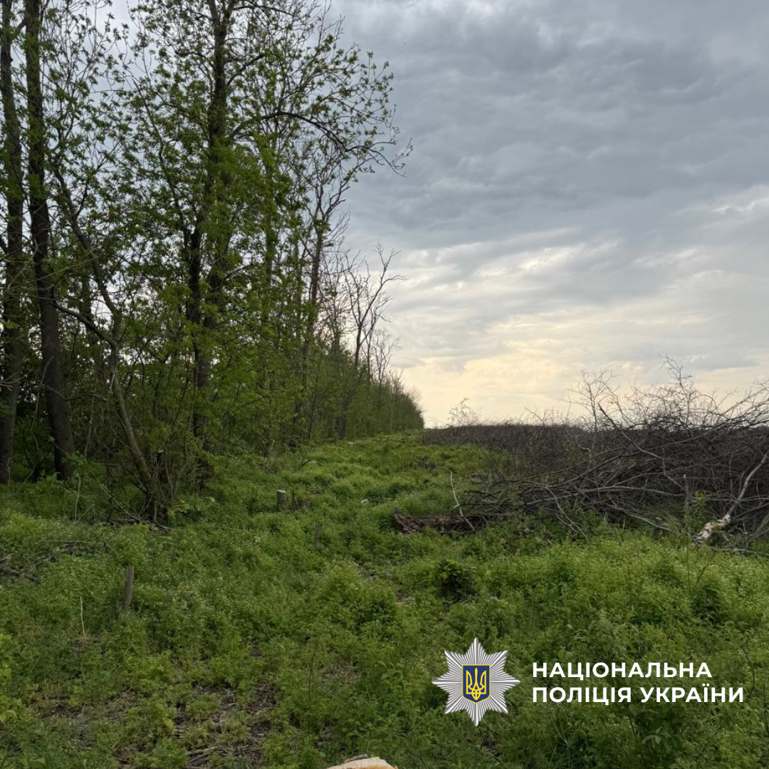 На Харківщині викрили «чорних» лісорубів, які завдали збитків на 3 млн гривень