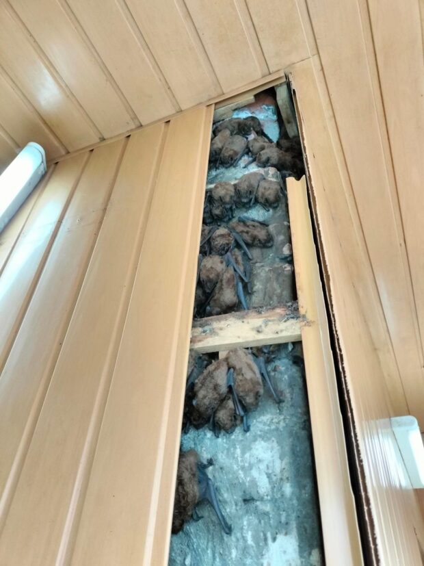 У Харкові врятували понад 900 кажанів, які кілька років зимували в обшивці балкону