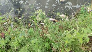 На Харківщині розслідують забруднення річки Уди та масовий мор риби