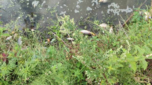 На Харківщині розслідують забруднення річки Уди та масовий мор риби