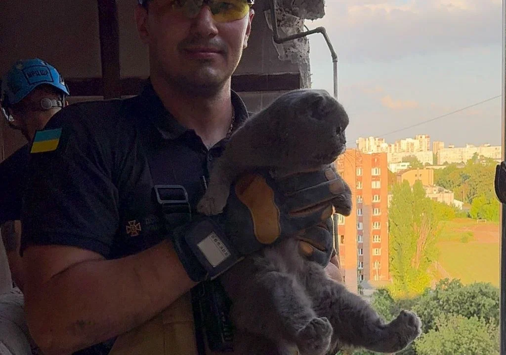 У Харкові з-під завалів зруйнованого будинку дістали вцілілого кота