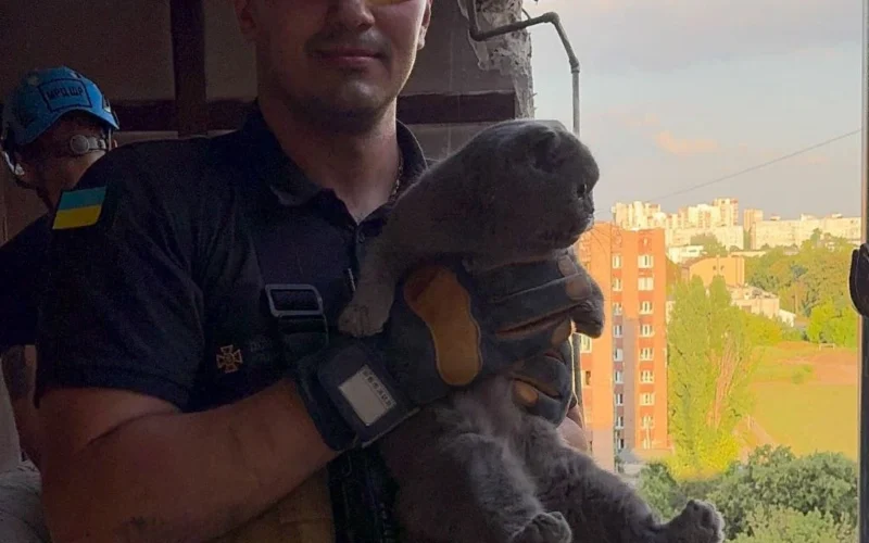 У Харкові з-під завалів зруйнованого будинку дістали вцілілого кота