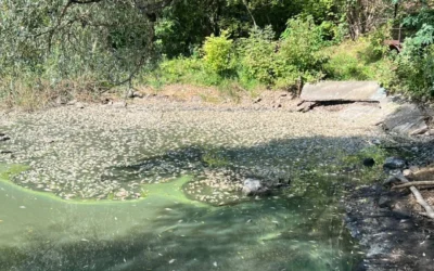 В озері Личево на Харківщині загинуло понад 5 тисяч риб, поліція відкрила кримінальне провадження